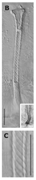 G. faroensis G. faroensis