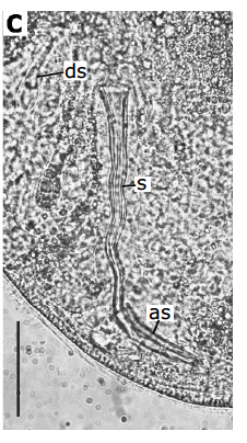 G. mediterraneus G. mediterraneus