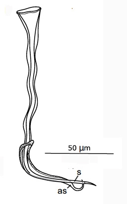 G. mediterraneus G. mediterraneus