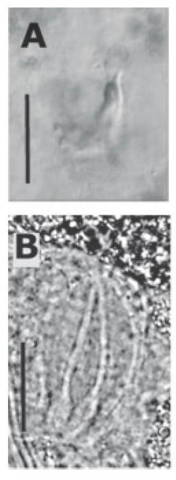 G. mediterraneus G. mediterraneus