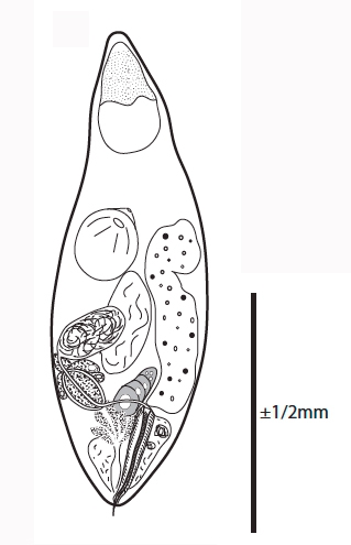 G. simplex G. simplex