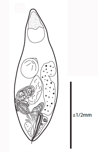 G. simplex