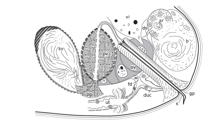 G. simplex G. simplex