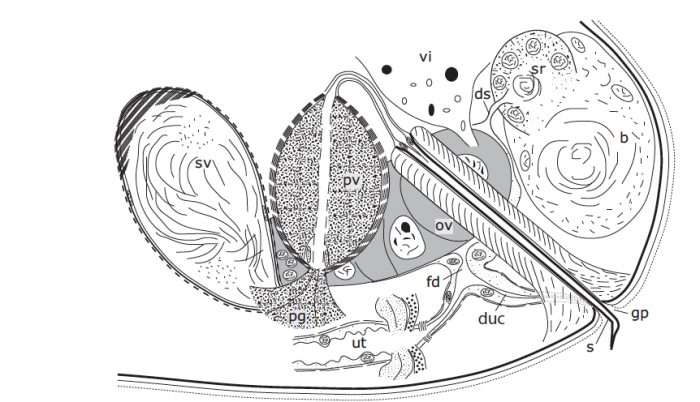 G. simplex