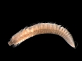 Polychaeta (bristle worms)