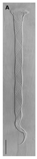 G. simplex G. simplex