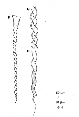 G. genista