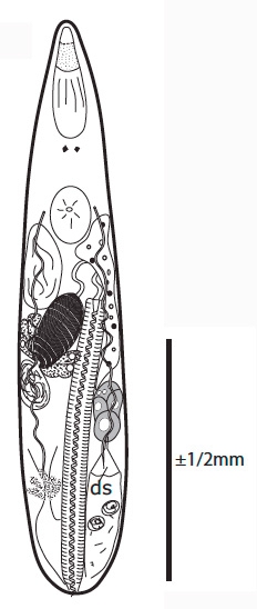 G. bidaformis G. bidaformis