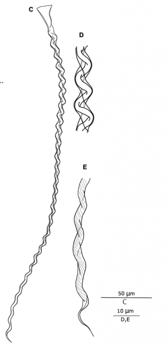 G. bidaformis G. bidaformis