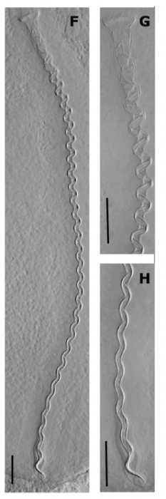 G. bidaformis G. bidaformis