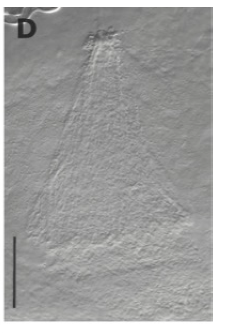 G. bidaformis G. bidaformis