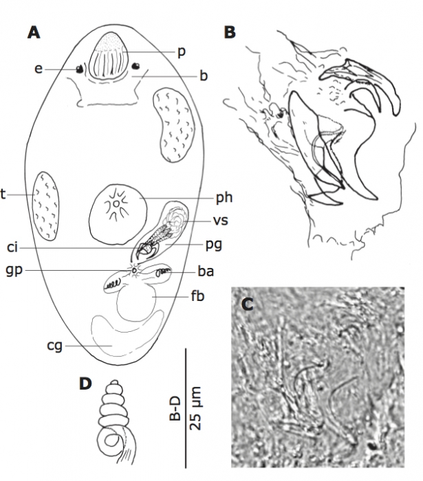 P. spiroductus P. spiroductus