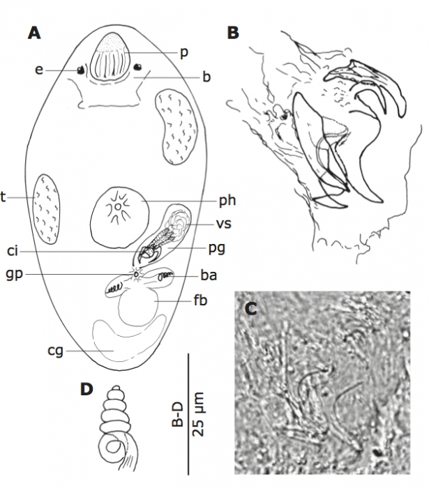 P. spiroductus