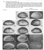 Australoecia atlantica Maddocks, 1977 from original description