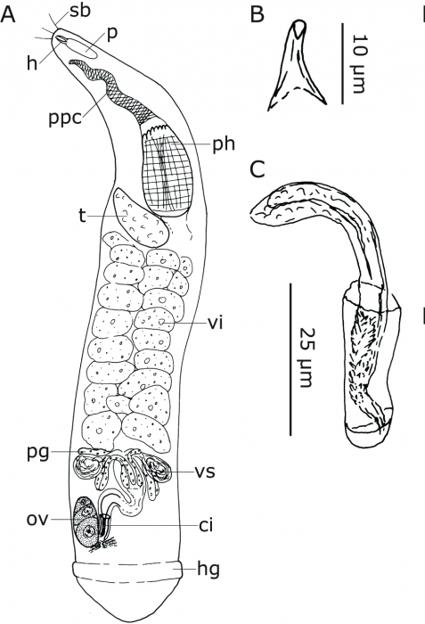 C. pileola C. pileola