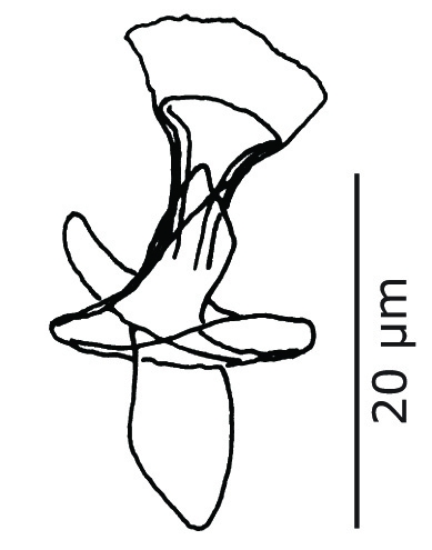 P. contortoides P. contortoides