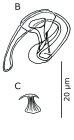 B. Prostate stylet type I. C. umbrella-shaped "nozzle"
