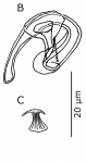 B. Prostate stylet type I. C. umbrella-shaped 
