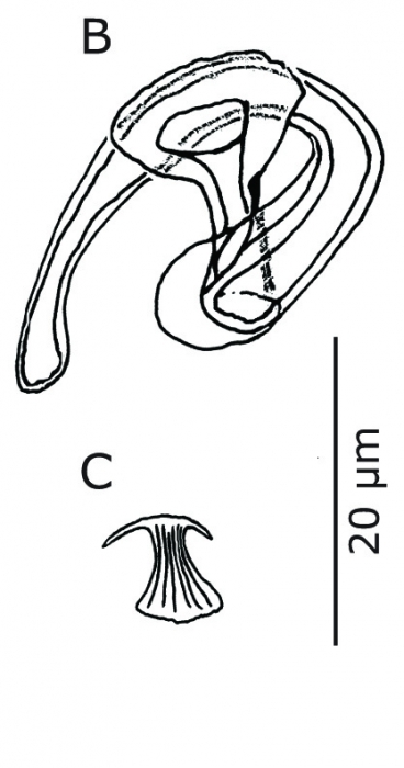 Paulodora drepanophora Paulodora drepanophora