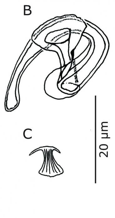 Paulodora drepanophora