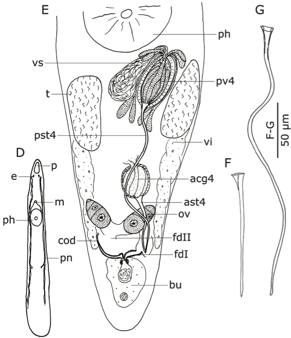 P. gondwanae P. gondwanae