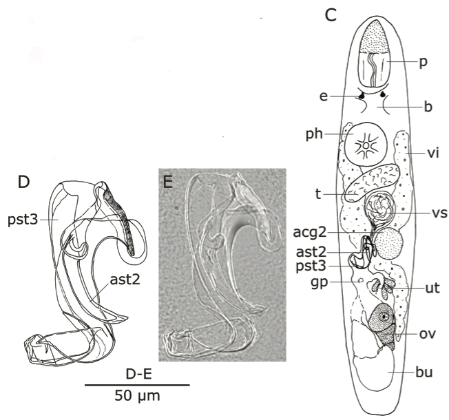 L. mandelai L. mandelai