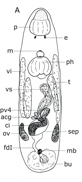 Duplacrorhynchus heyleni