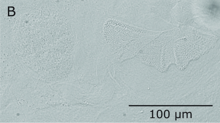 D. heyleni D. heyleni