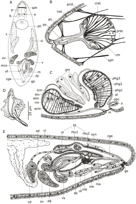 B. abursalis B. abursalis