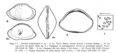 Bairdia octopunctata Ruggieri, 1962 from the original description Ruggieri, 1962