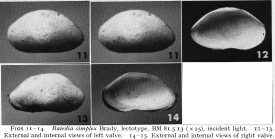 Bairdia simplex - Lectotype, Puri & Hulings, 1976
