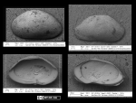 Ostracoda (seed shrimp)