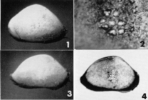 Bairdia villosa Brady, 1880 - Lectotype Paralectotype -  from Puri & Huling 1976