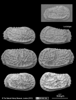 Cythere dictyon Brady, 1880 - Lectotype and Paralectotypes