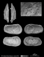 Cythere dictyon Brady, 1880 - Paralectotypes