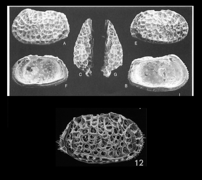 Bradleya mesembrina Mazzini, 2005 from the original description
