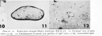 Bythocypris elongata - Lectotype - Puri & Hulings 1976