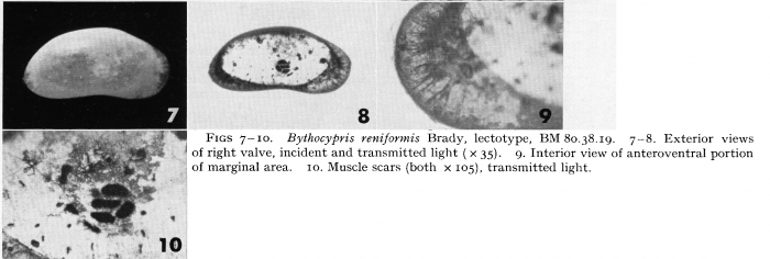 Bythocypris reniformis Brady, 1880 - Lectotype-Puri &amp; Hulings, 1976