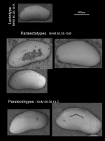 Bythocypris reniformis Brady, 1880 - Lectotype and Paralectotypes