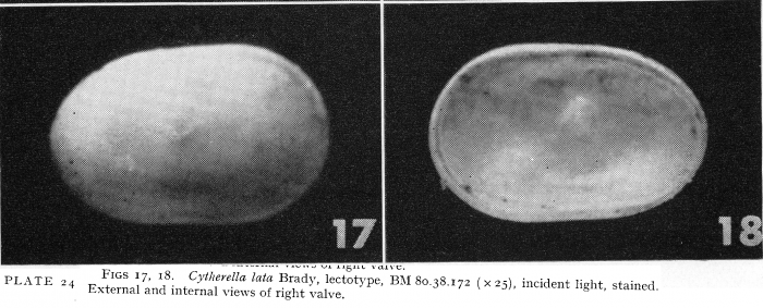 Cytherella lata Brady, 1880 from Puri &amp; Hulings, 1976 - Lectotype