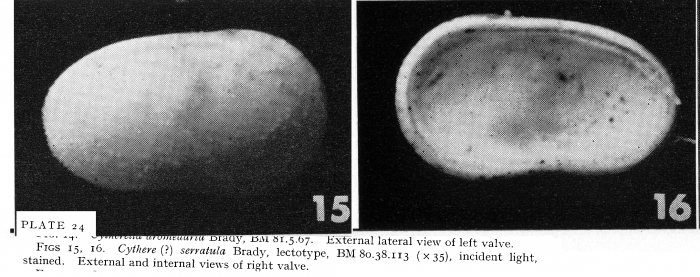 Cythere serratula Brady, 1880 - Lectotype from Puri &amp; Hulings (1976)