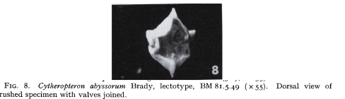 Cytheroptheron abyssorum - Lectotype - Puri & Hulings 1976