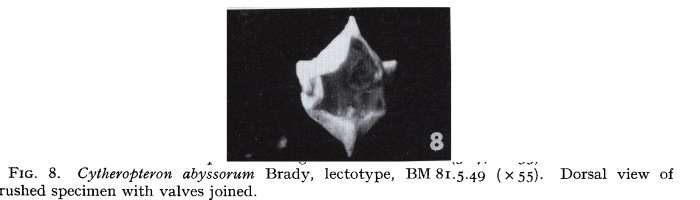 Cytheroptheron abyssorum - Lectotype - Puri &amp; Hulings 1976