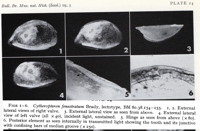 Cytheropteron fenestratum Brady, 1880 - lectotype - Puri &amp; Hulings, 1976 pl 24