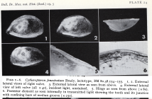 Cytheropteron fenestratum Brady, 1880 - lectotype - Puri & Hulings, 1976 pl 24