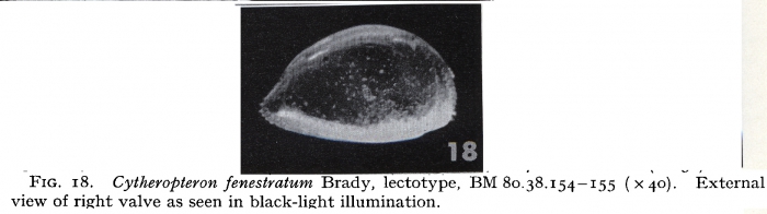 Cytheropteron fenestratum Brady, 1880- lectotype - Puri & Hulings, 1976 Cytheropteron fenestratum Brady, 1880- lectotype - Puri & Hulings, 1976