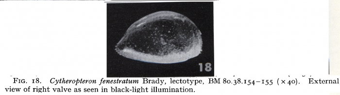 Cytheropteron fenestratum Brady, 1880- lectotype - Puri & Hulings, 1976