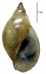 Cerasina oxiana