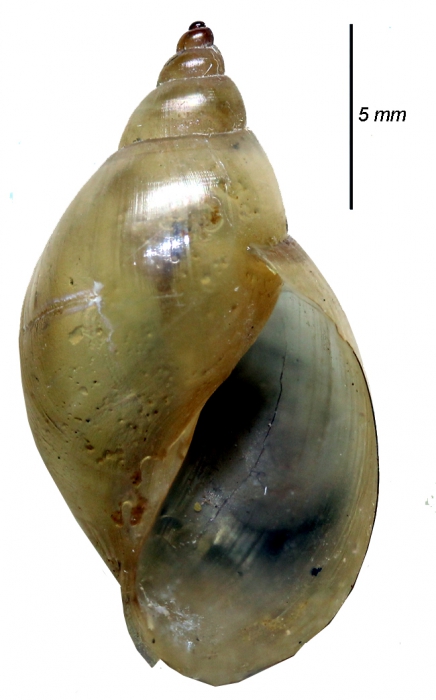 Cerasina oxiana Cerasina oxiana