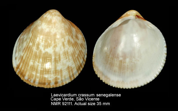 Laevicardium crassum senegalense